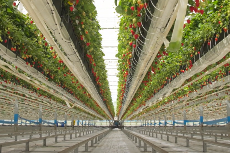 JDF Strawberry Farm